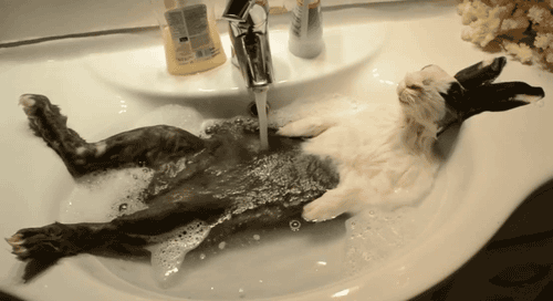 gif-bunny-getting-a-bath-in-a-sink