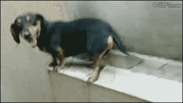 CJYT.gif