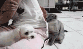 cat-pester.gif