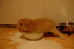KCgEyXg.gif