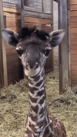 baby-giraffe-derp