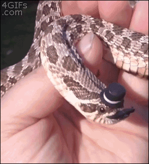 5364ff14b59b0c2becd1c50fa93eaf2d.gif