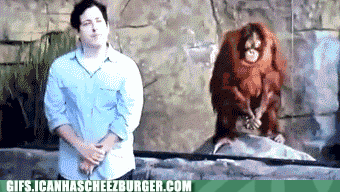 orangutan-see-orangutan-do