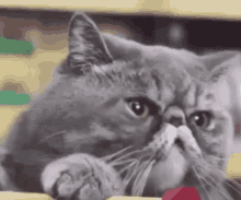 smile-cat.gif