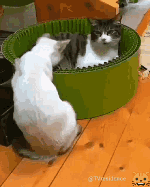 cat-kitty.gif