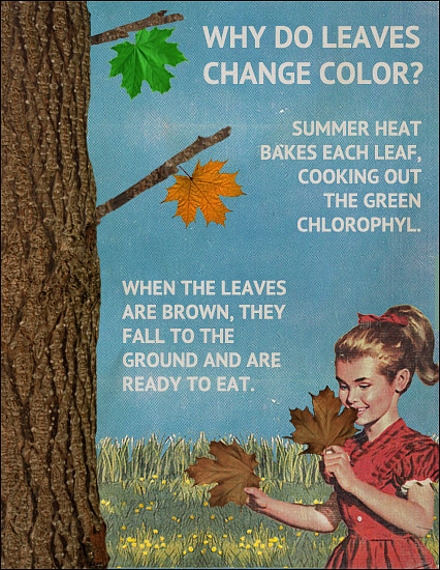 leaf-color-misinformation.jpg