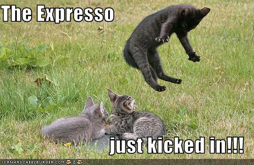 funny-pictures-cat-drank-espresso.jpg