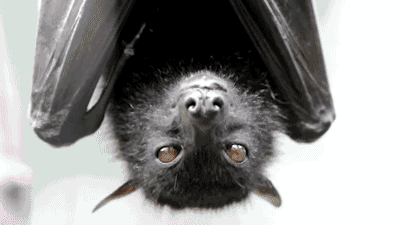 giphy.gif