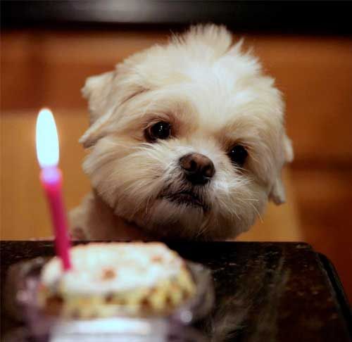 3e6315f4d70e37aca35e31e0109e38af--lhasa-apso-shih-tzus.jpg