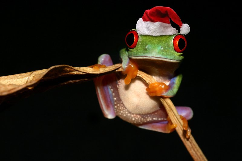 1335706670-38937-the_christmas_frog_by_anginelson.jpg