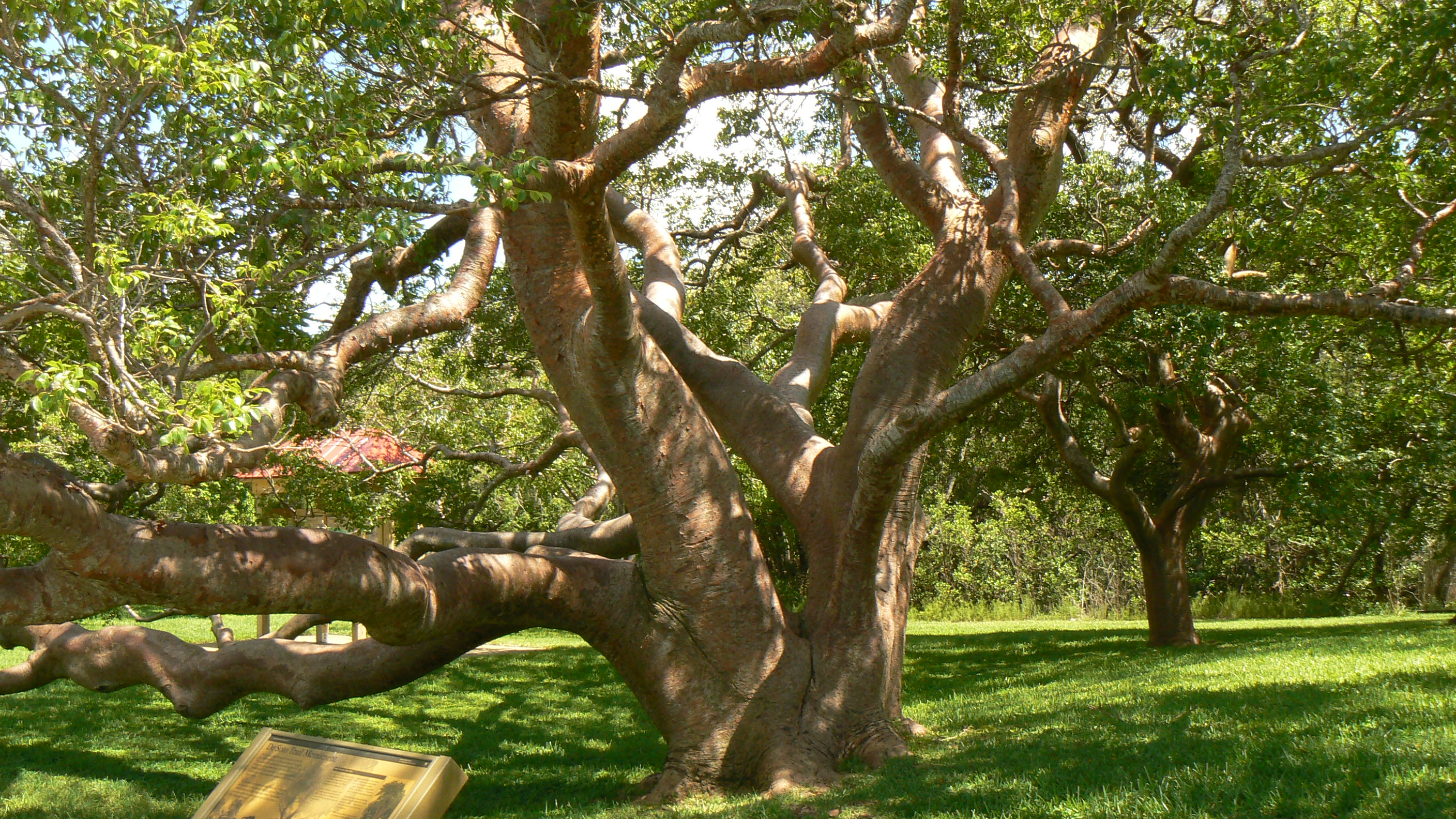 Gumbo_Limbo_Tree_DeSoto_National_Monument.JPG