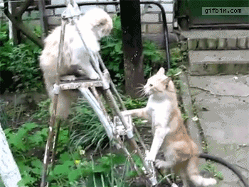 1316540585_epic_cat_battle_on_a_ladder.gif