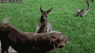 so-a-dog-a-lemur-and-a-kangaroo-are-hanging-out