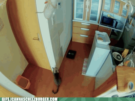 animal-gifs-cat-skills