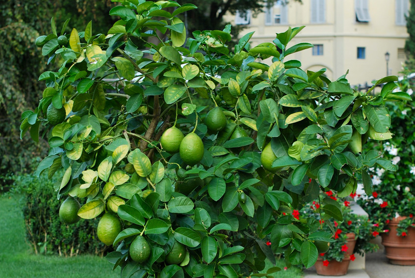 lime-tree-846xAuto.jpg
