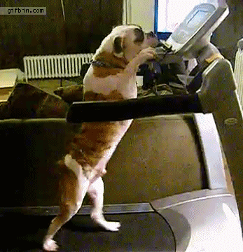 1337880323_bulldog_uses_treadmill.gif