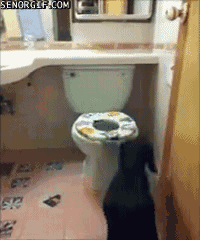 smart-dog