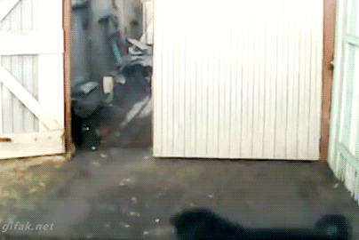 funny-animal-gif-of-dog-running-away-from-cat