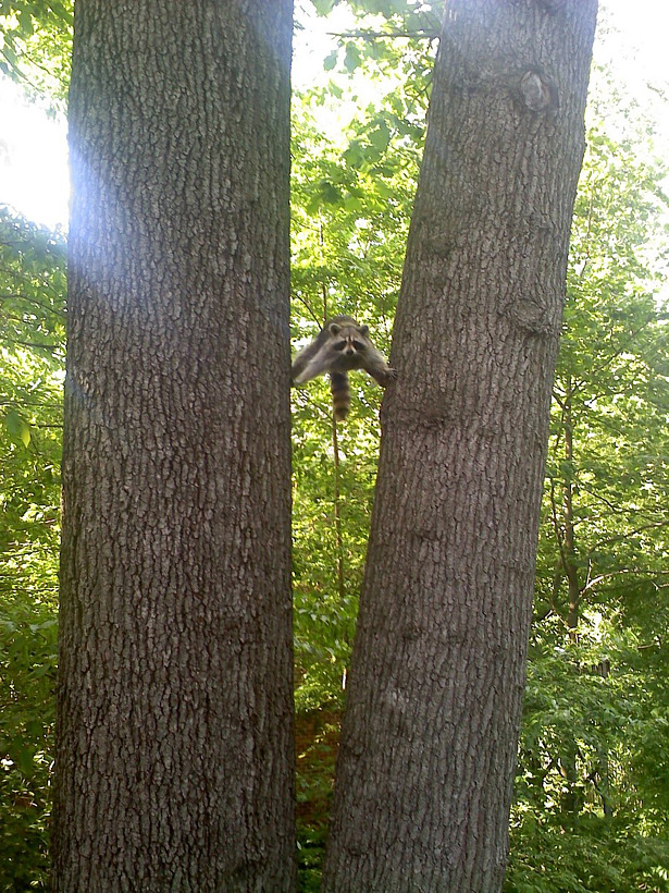 raccoon-between-trees.jpg