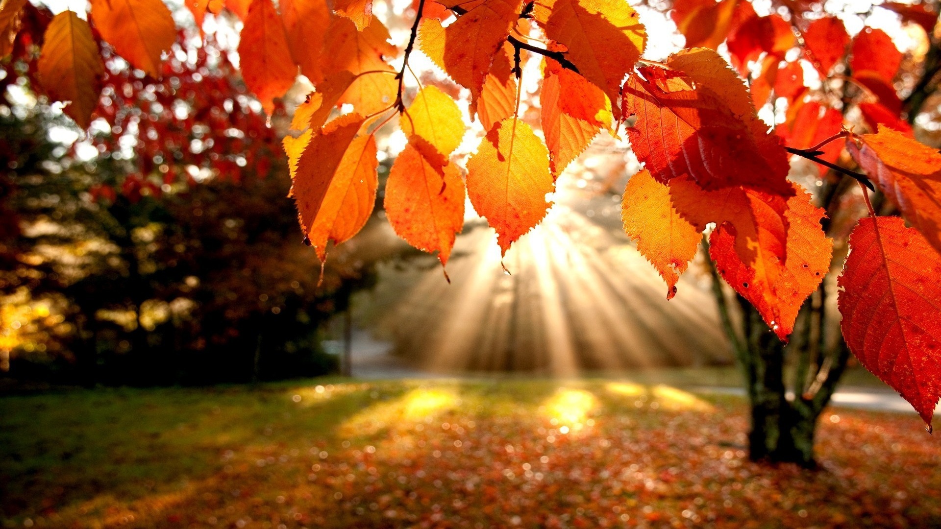 japan-autumn-leaves.jpg