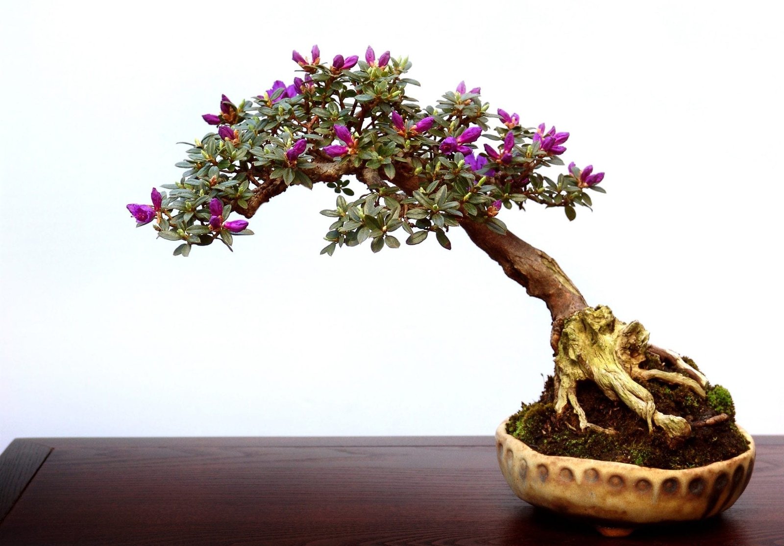 bonsai-tree-small-leaves.jpg