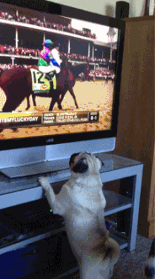 where-did-the-horse-go