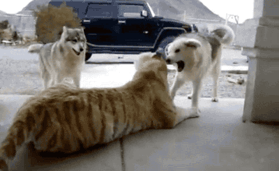 V0cB.gif