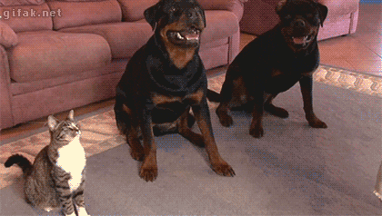 1339768904cute-funny-dog-animated-gif-6.gif