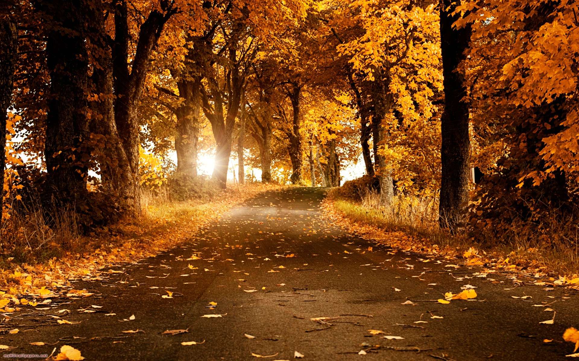 LEAVES.jpg