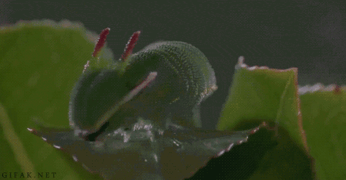 giphy.gif