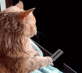 animal_gifs_08.gif
