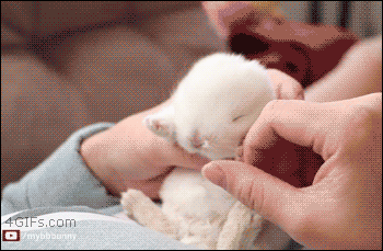 sleepy-bunny-is-floppy-gif