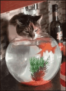 cat-fish.gif