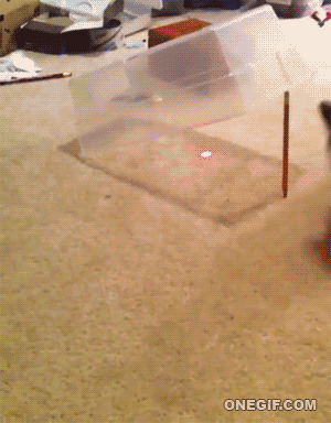 funny-gif-of-a-cat-getting-herself-caught-in-a-box