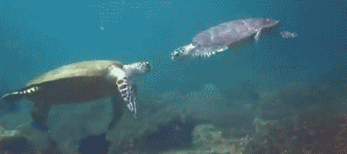 gnarly-dude-slap-flipper