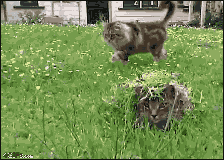 rIyGp3e.gif