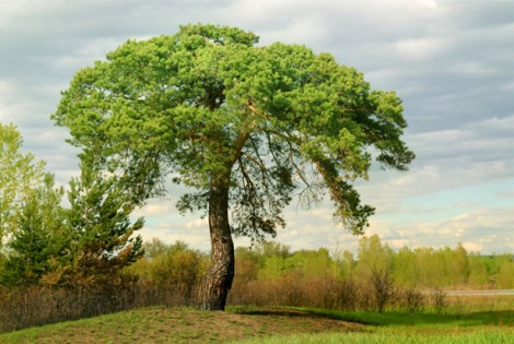 albero-verde-e1444503760961.jpg