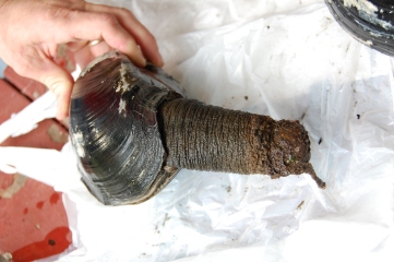 geoduck.jpg