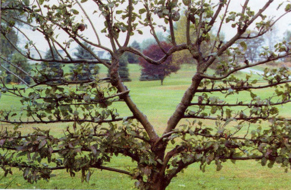 Heart-Espalier.jpg