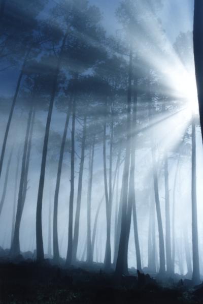 14_rays_side_fog_treesb.jpg