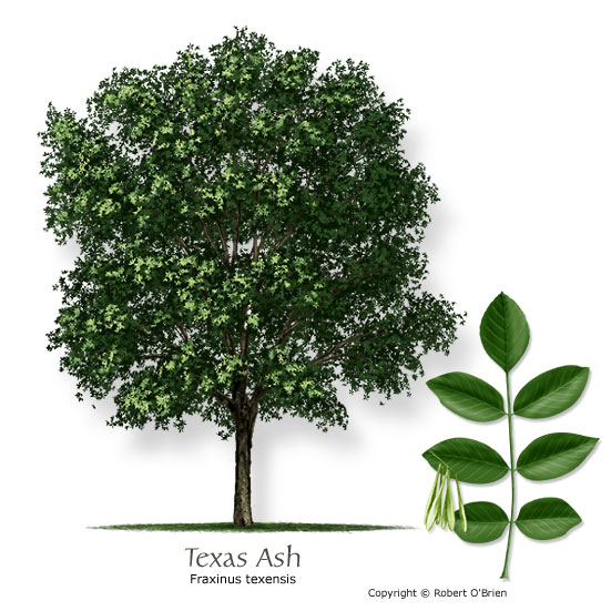 ash_texas.jpg