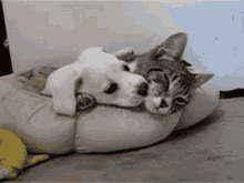 cat-snuggle.gif