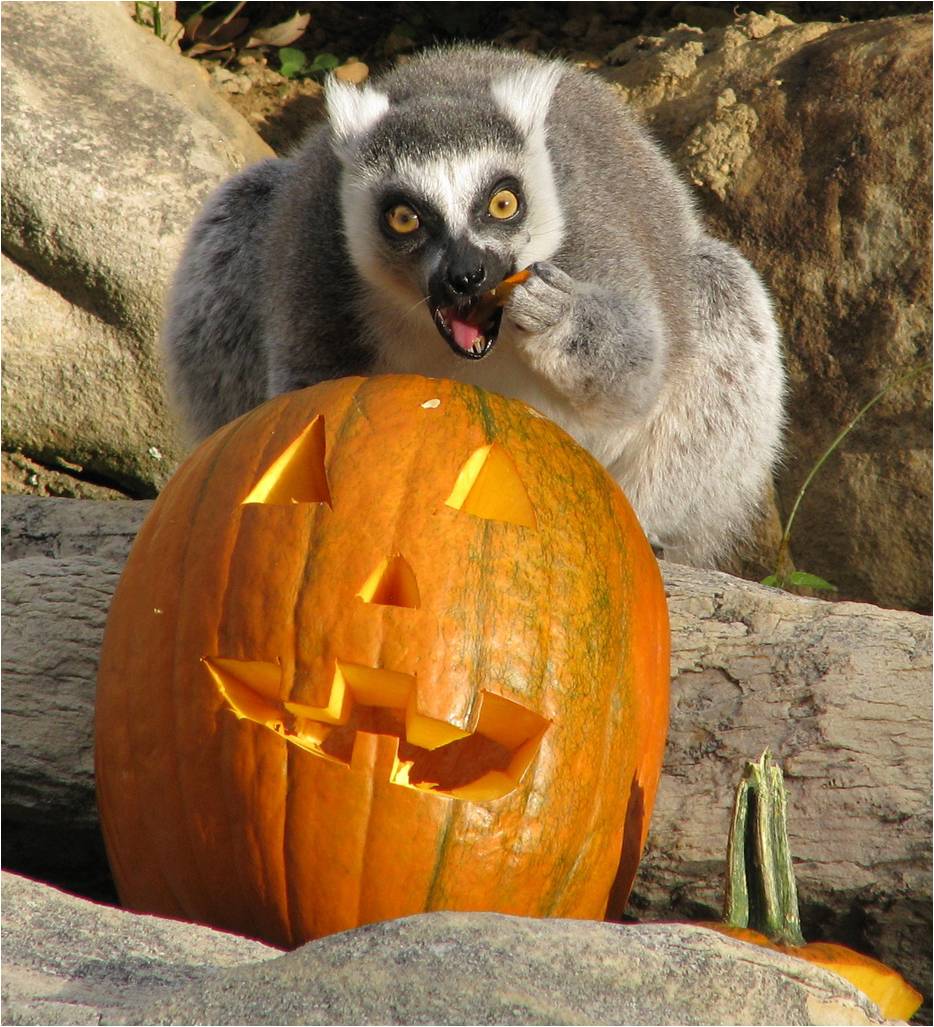 Halloween01.jpg