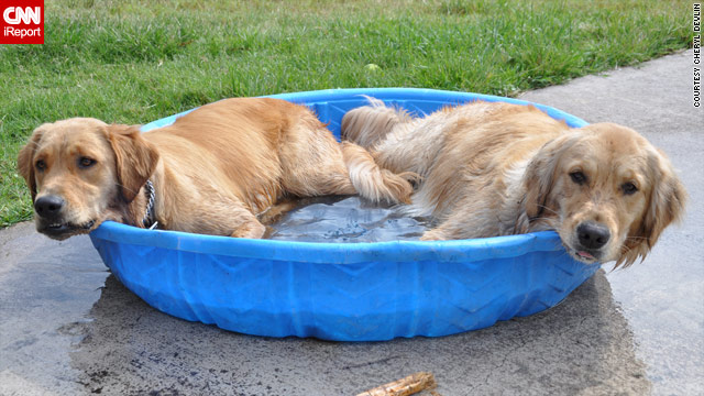 t1larg.goldens.pool.irpt.jpg