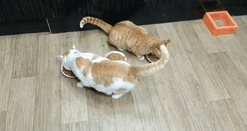 thats-mine-no-thats-mine-no-thats-mine