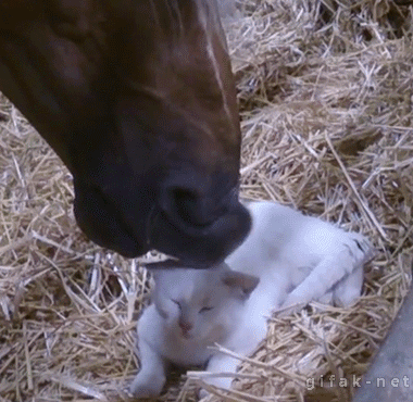 have-you-ever-been-upper-lip-petted-by-a-horse