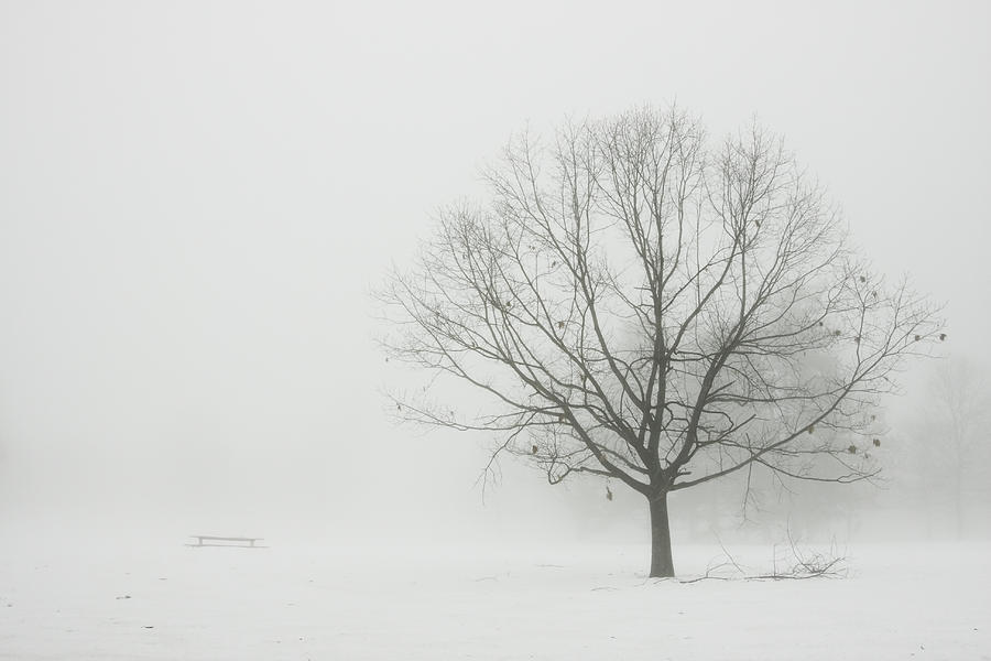 lone-tree-in-winter-fog-keith-webber-jr.jpg