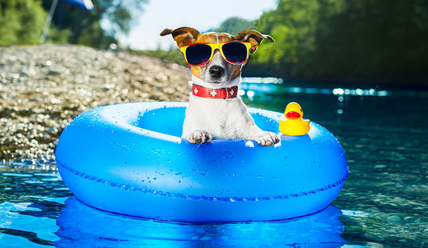 bigstock-Beach-Dog-48764051.jpg