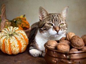 Thanksgiving-Foods-That-Can-Hurt-Your-Pet-pa.jpg