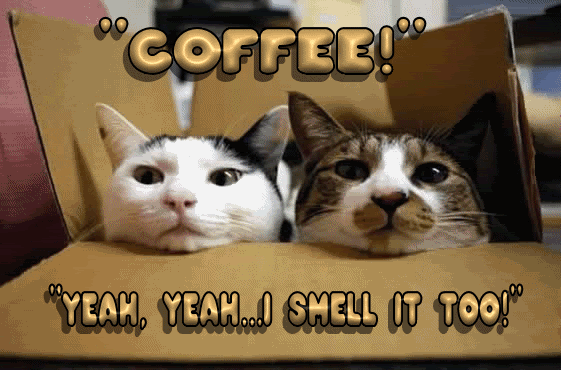 cats-coffee.gif